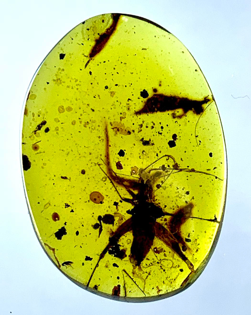 ビルマ琥珀の昆虫化石