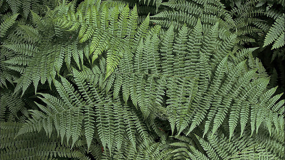 Plants in Cretaceous Era