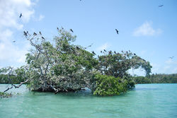 2010 Mexique_Coba (251)
