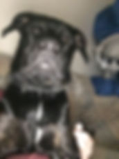 Zeus