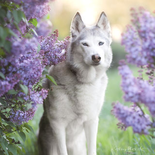 Hund und Pferd posiert bei einem Outdoor Tier Shooting in Berlin Brandenburg in der Kirschblüte, Mohnfeld, Sonnenblumen , Flieder und Mohn. Authentische Tier Fotografie voller Persönlichkeit. tiefe Verbindungen zwischen Mensch und Tier halte ich mit meiner Fotografie fest
