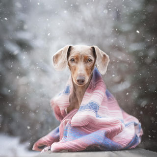 Hund und Pferd posiert bei einem Outdoor Tier Shooting in Berlin Brandenburg in der Kirschblüte, Mohnfeld, Sonnenblumen , Flieder und Mohn. Authentische Tier Fotografie voller Persönlichkeit. tiefe Verbindungen zwischen Mensch und Tier halte ich mit meiner Fotografie fest