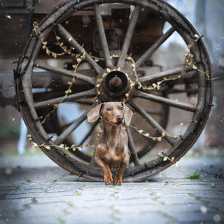 Hund und Pferd posiert bei einem Outdoor Tier Shooting in Berlin Brandenburg in der Kirschblüte, Mohnfeld, Sonnenblumen , Flieder und Mohn. Authentische Tier Fotografie voller Persönlichkeit. tiefe Verbindungen zwischen Mensch und Tier halte ich mit meiner Fotografie fest