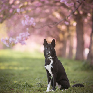 Hund und Pferd posiert bei einem Outdoor Tier Shooting in Berlin Brandenburg in der Kirschblüte, Mohnfeld, Sonnenblumen , Flieder und Mohn. Authentische Tier Fotografie voller Persönlichkeit. tiefe Verbindungen zwischen Mensch und Tier halte ich mit meiner Fotografie fest