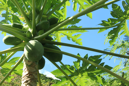沖縄無人島の植物