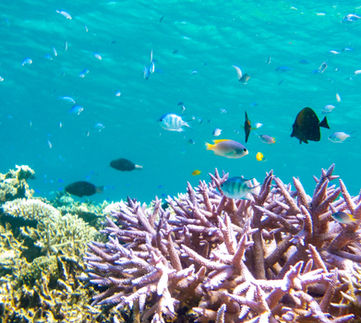 沖縄無人島のサンゴ