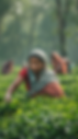 t-pick teas sri lankan estate