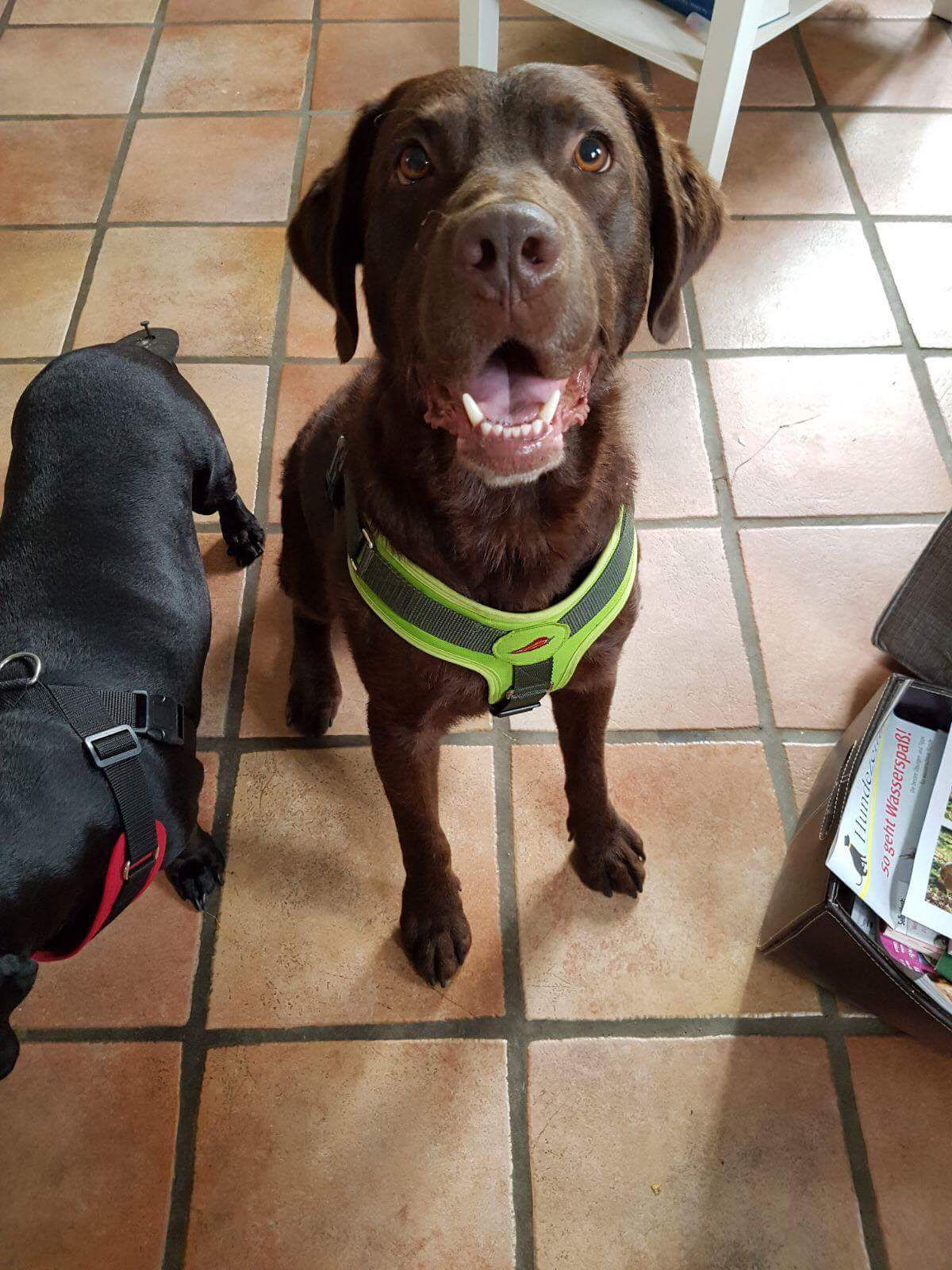 Paprika Mantrailgeschirr, lime oliv