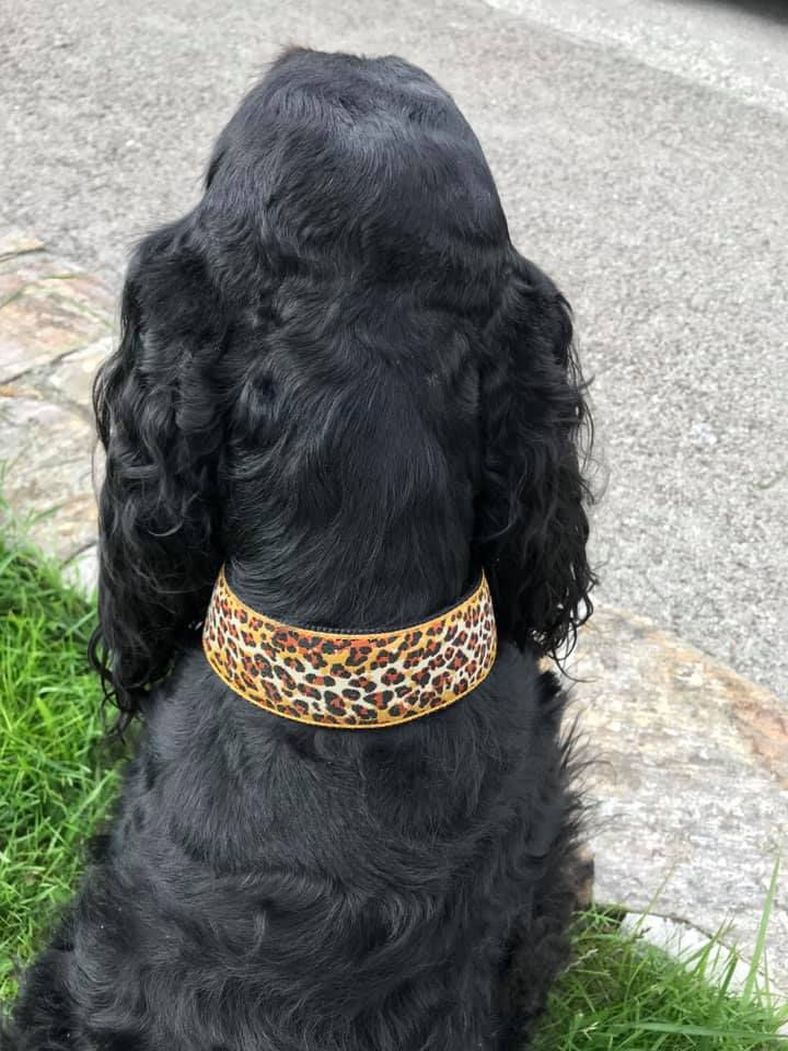 Miniaturbild: Paprika Halsband Leo