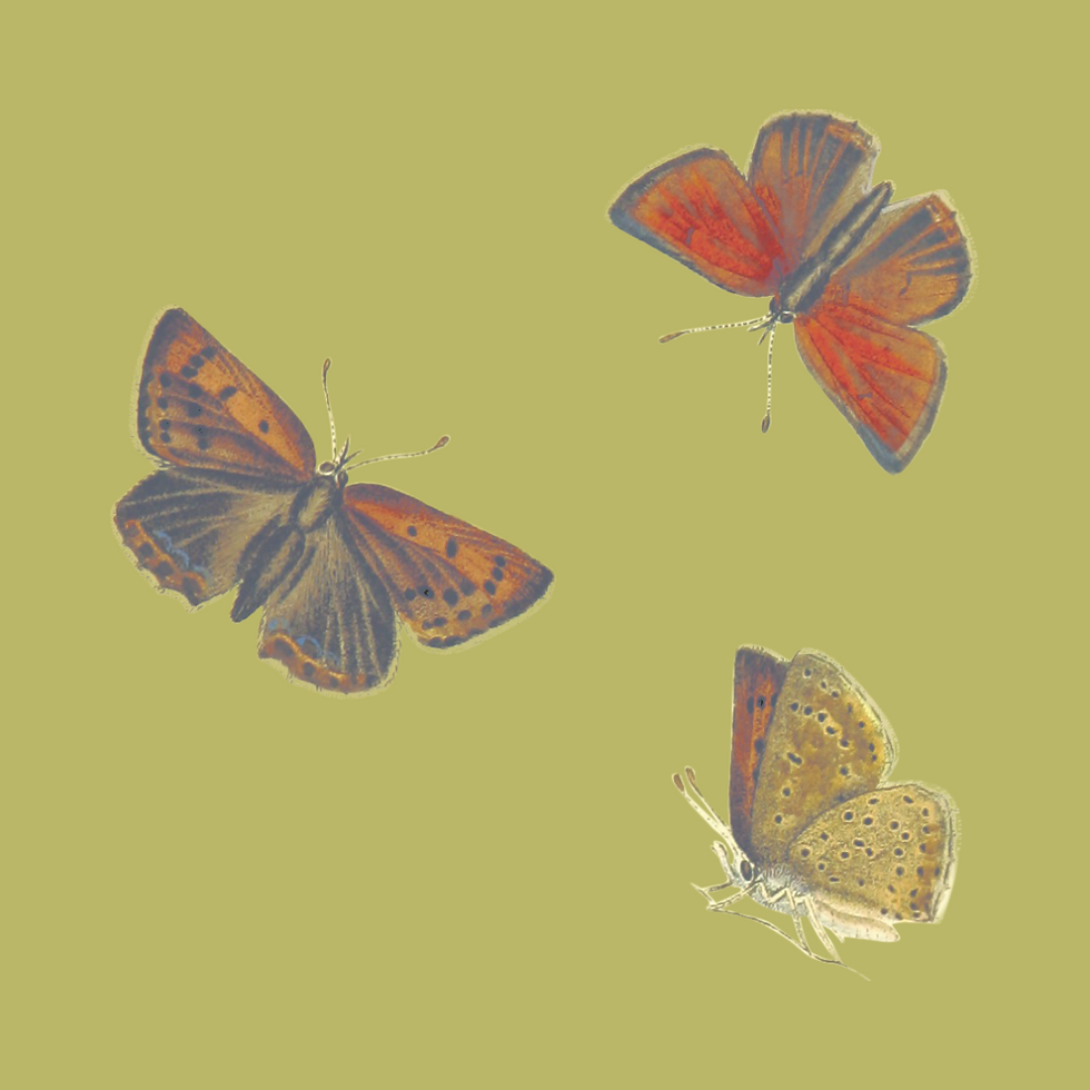 Untitled design (12).png