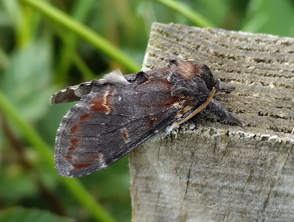 Iron Prominent moth