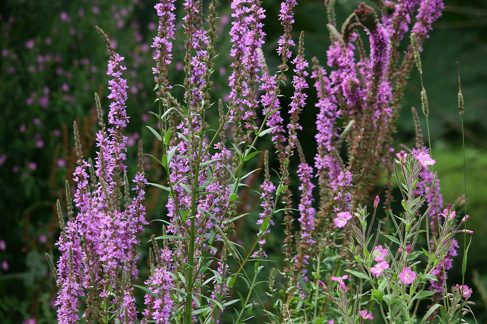 Purple loosestrife
