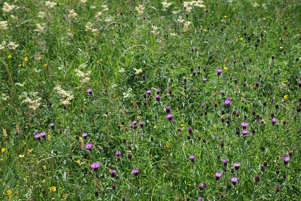 Meadowsweet and black knapweed