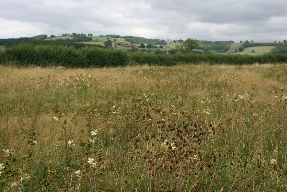 last of the meadowsweet and great burnet