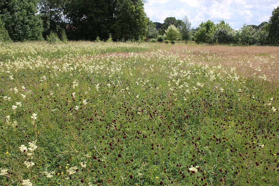 Meadowsweet and great burnet