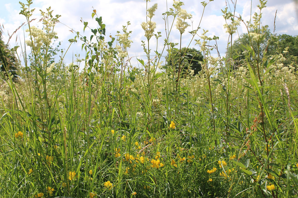 Meadow vetchling and meadowsweet