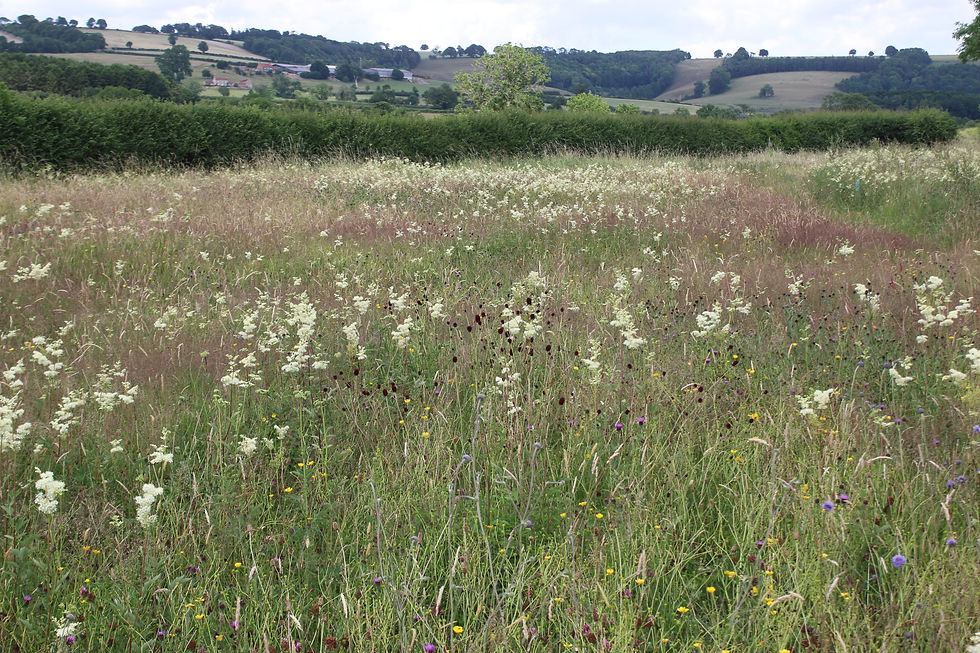 Meadowsweet and great burnet