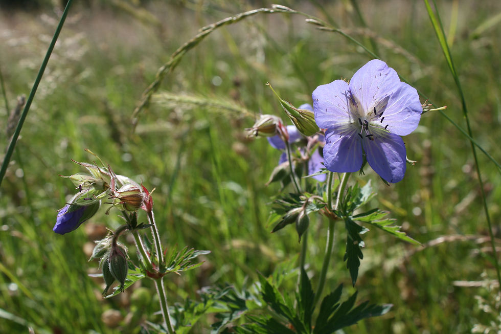 Meadow cranesbill