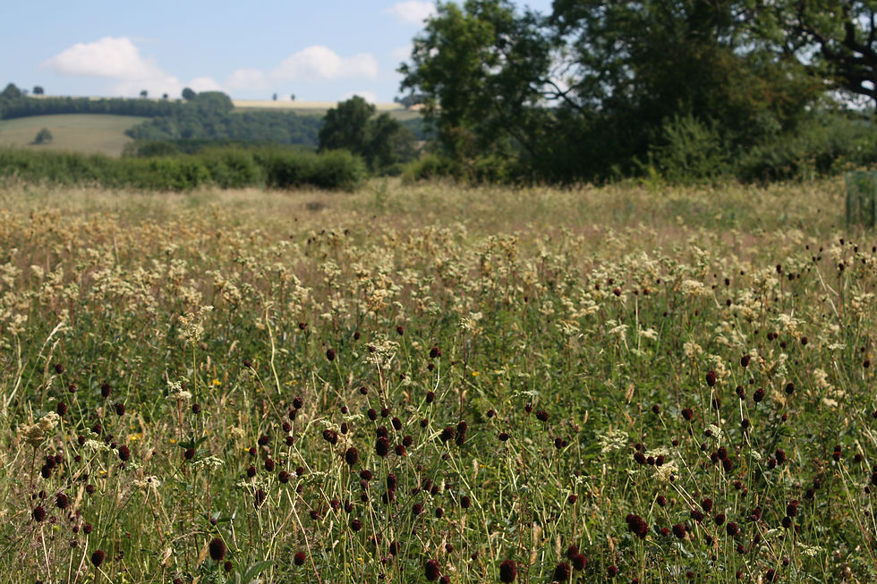 Meadowsweet and great burnet