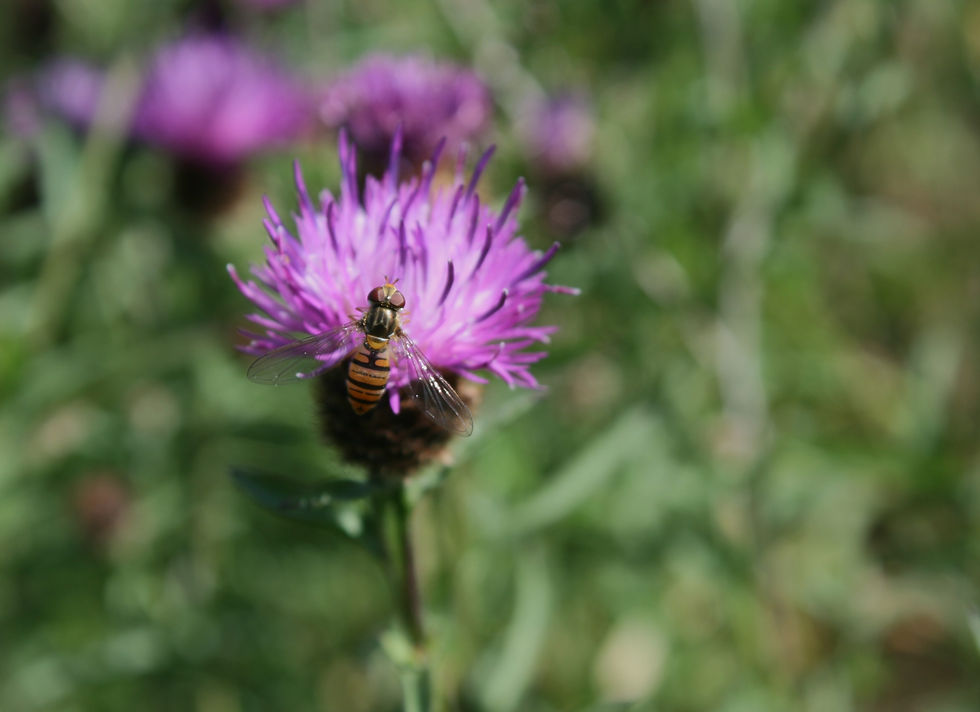 Hoverfly on black knapweed