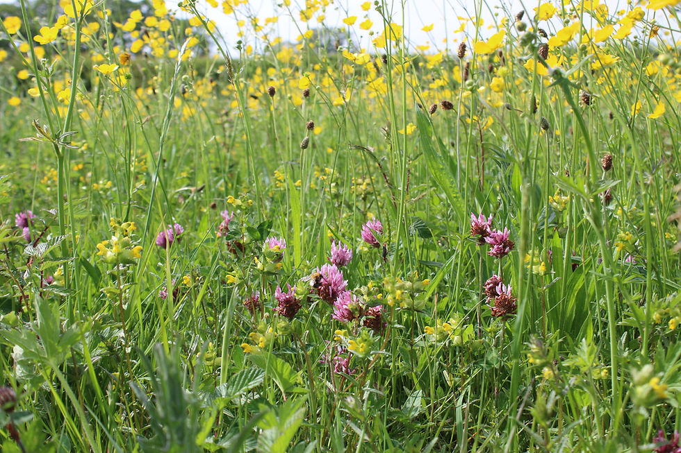 Meadow flowers