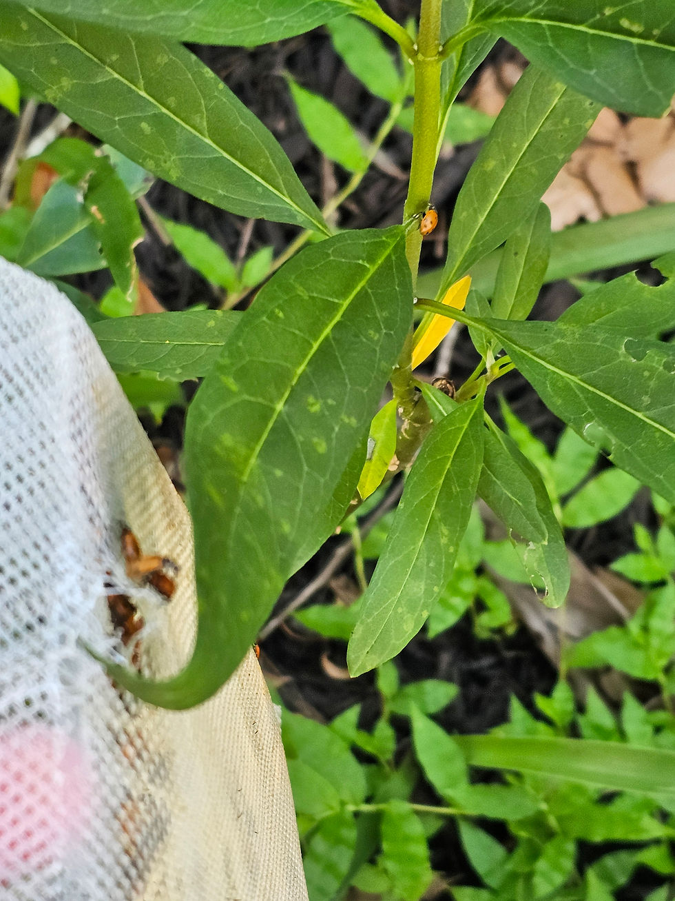 Eye-level view of ladybugs resting peacefully on leaves