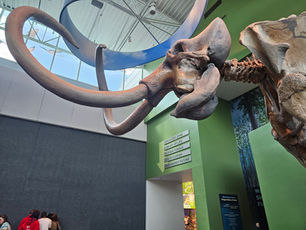 Unearthing Adventure: Our Unforgettable Road Trip to the Florida Museum in Gainesville, FL