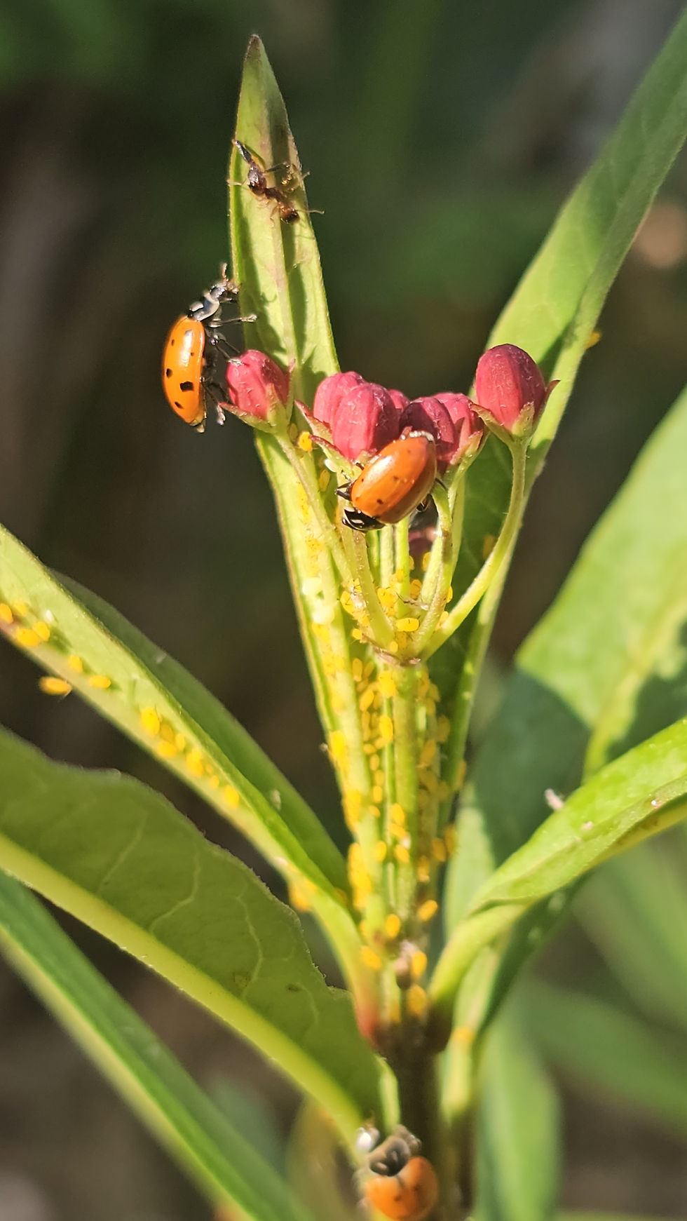 High angle view of colorful flowering plants attracting ladybugs