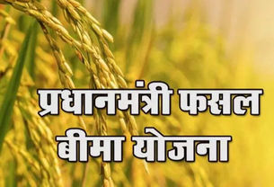 धान, मक्का, उड़द और मूंगफली का करा सकेंगे बीमा, 14 अगस्त अंतिम तारीख....