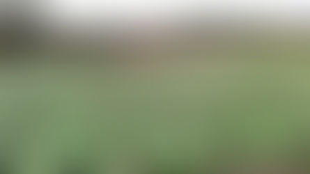 विष्णु देव साय ने कहा कि राज्य में हरा सोना की खरीदी हमनें शुरू कर दी है।