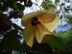Hibiscus Tree