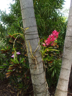 Orchids