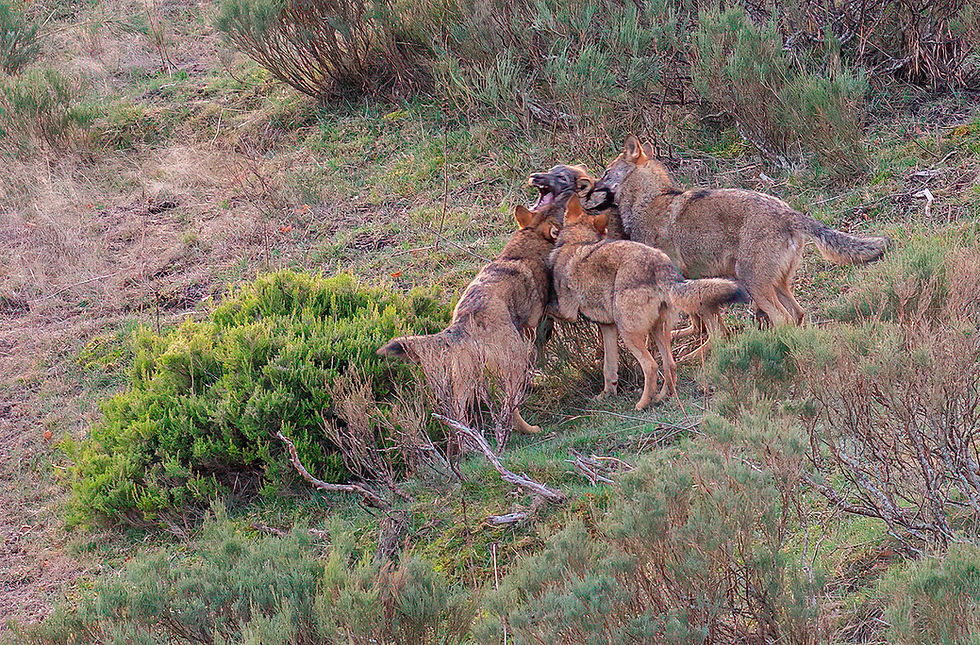 lobos Montaña de Riaño_inv23_5