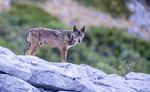 lobo_François2.jpg