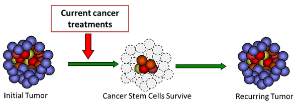 Cancer stem cells