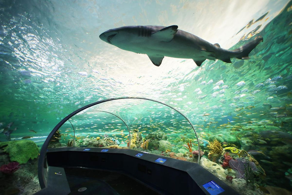 The Dangerous Lagoon's acrylic tunnel offered an unparalleled glimpse of what undersea life is like.  