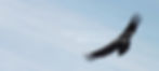 condor10