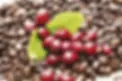 red-coffee-berries-coffea-arabica-12551895.jpg.webp