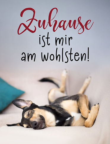 Hund_Zuhause_wohl.jpg
