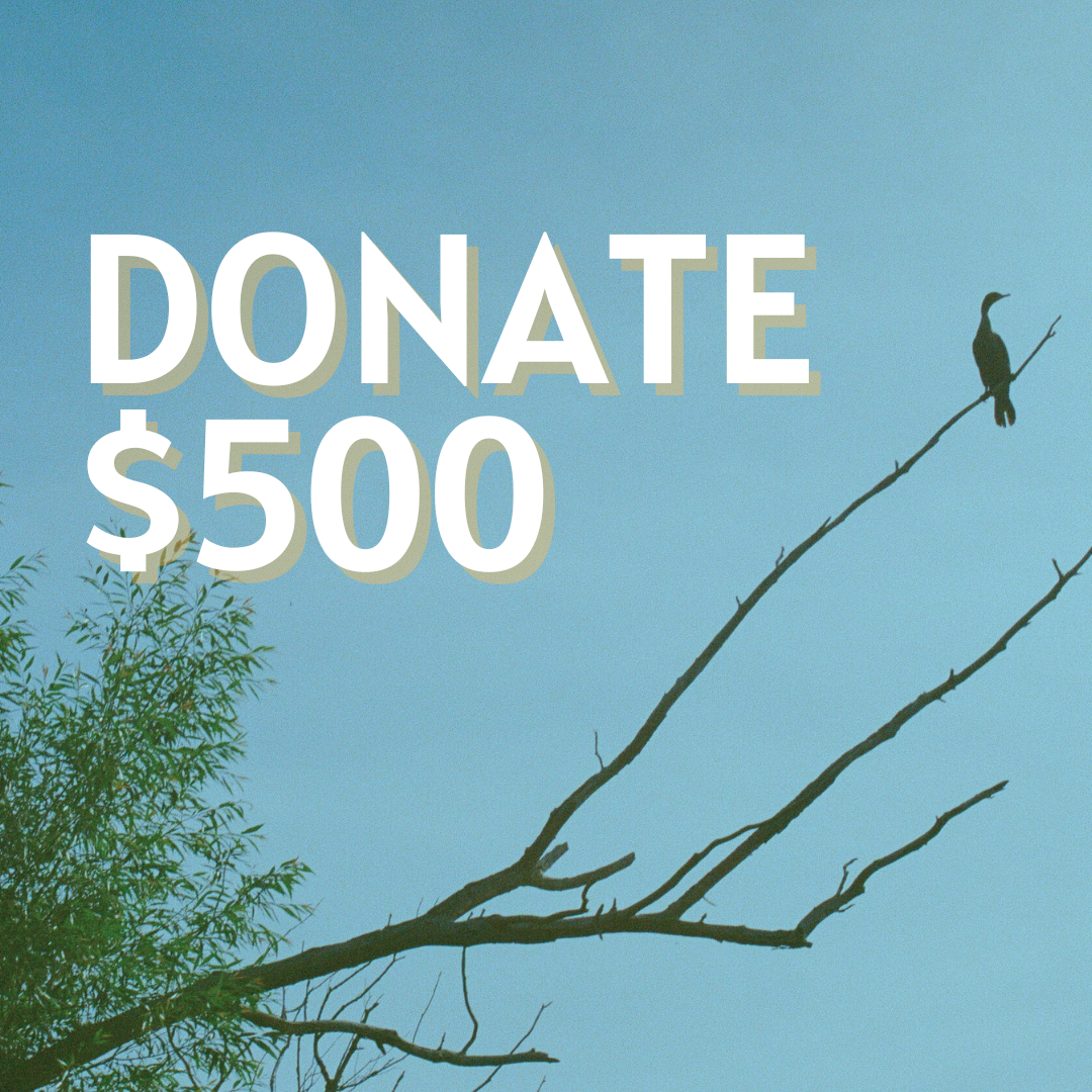 donate $500 to the Toronto Folk Festival!