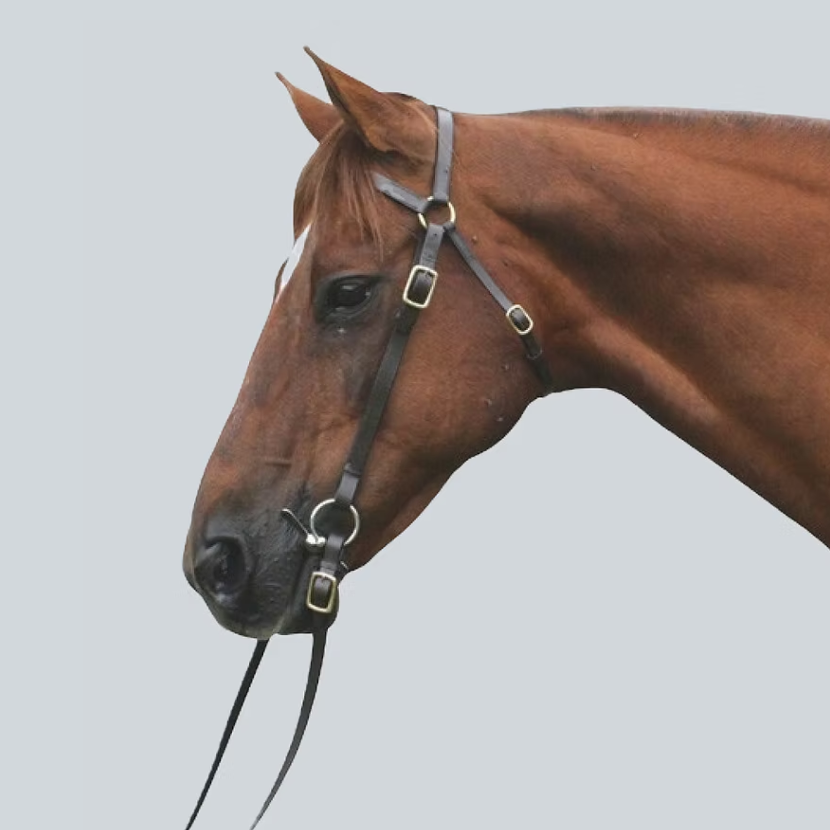 Persuader Leather Bridle Brass Fittings