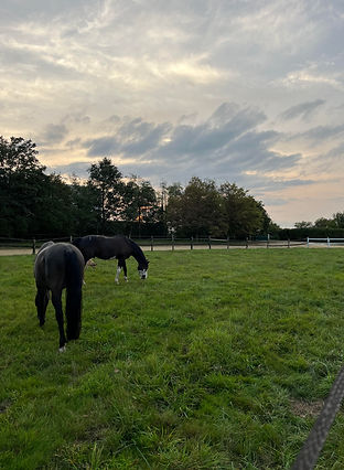 prairie chevaux le mans