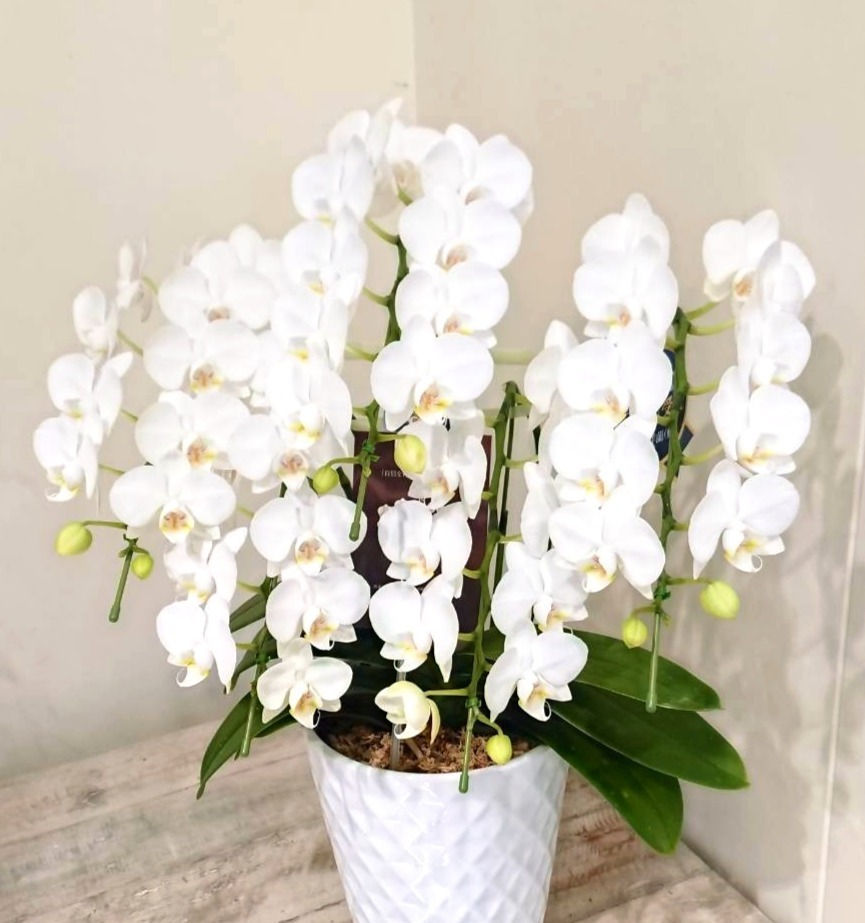 胡蝶蘭 特選ミディ胡蝶蘭白5本立