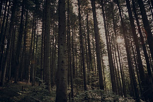 Green Forest_edited_edited.jpg