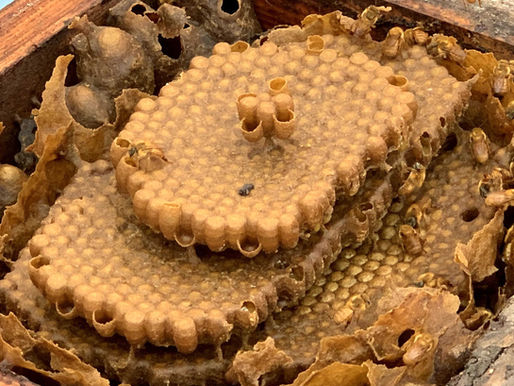 Visite a página do Instituto Abelha Nativa no Facebook