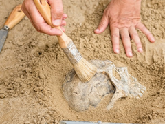 Gender Activists Say Archaeologists Should Stop Identifying Ancient Human Remains as Male or Female