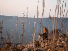 ההתלבטות והבחירה באל הוריות – התמודדות והשלכות רגשיות