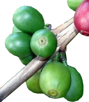 Coffee Bean