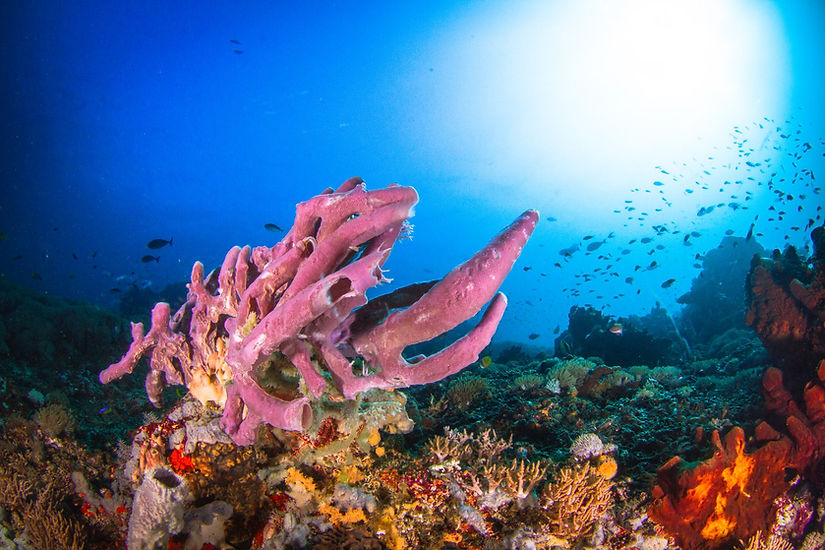 Purple coral in Nusa Penida