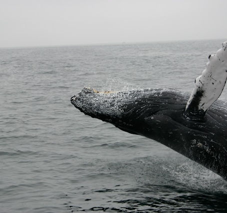 10 best spots to observe or snorkel with humpback whales